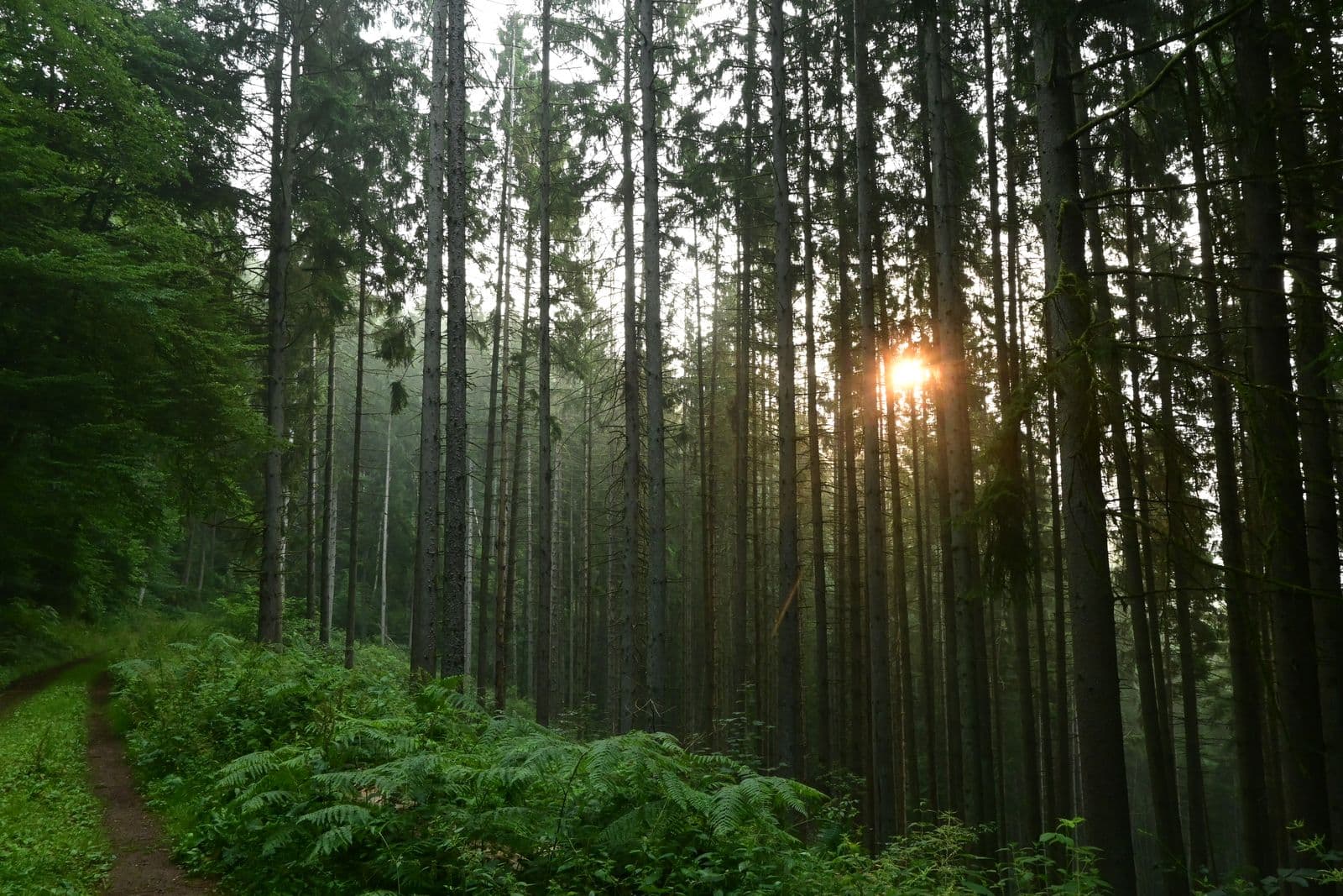 Lumière douce traversant un paysage naturel et une forêt